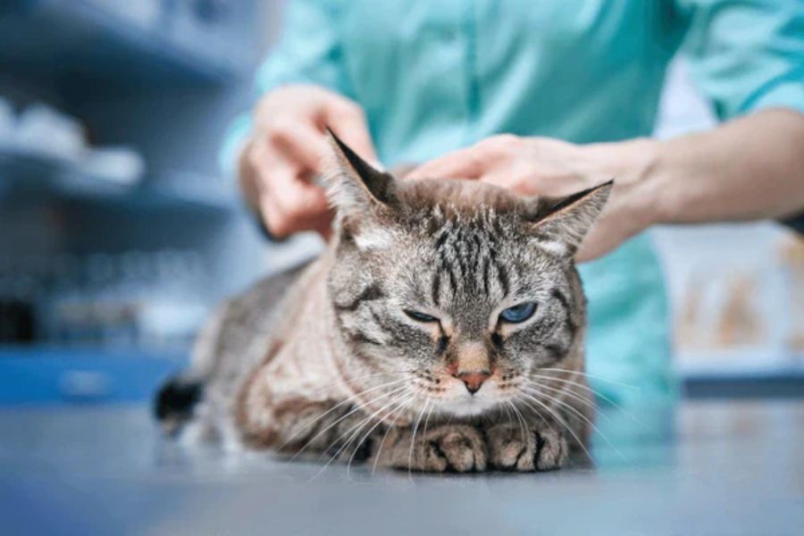 Cat Vaccination Price in India: A Complete Guide to Costs & Schedule