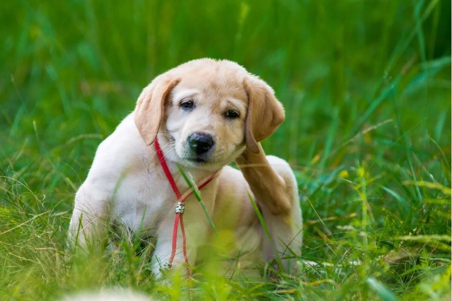 Stop the Scratching: A Guide to Getting Rid of Fleas on Dogs