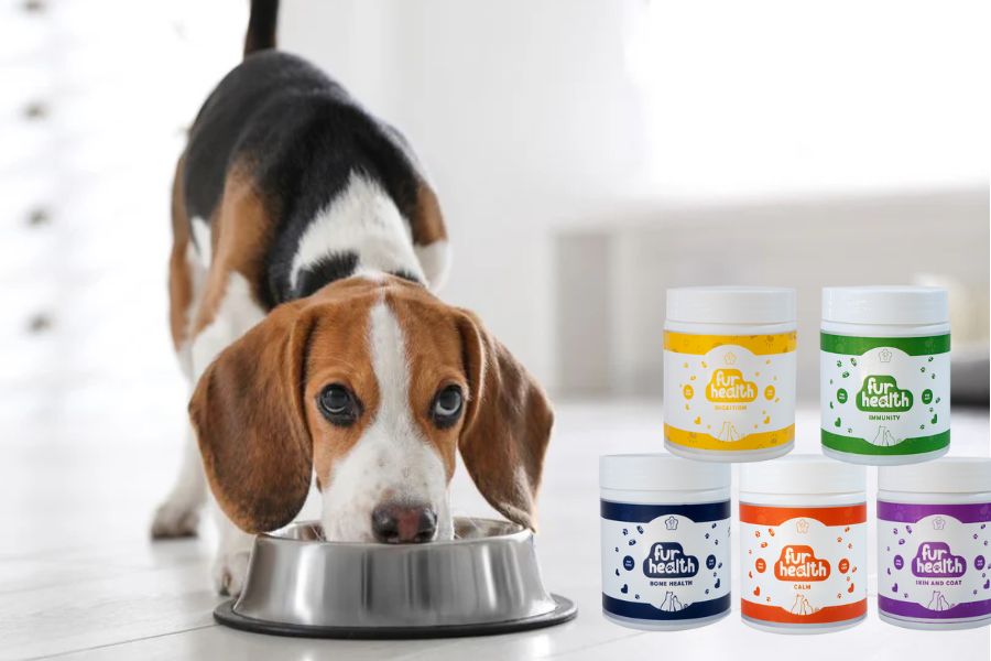 Top Supplements for Dog Health: Immunity, Digestion & Coat Care