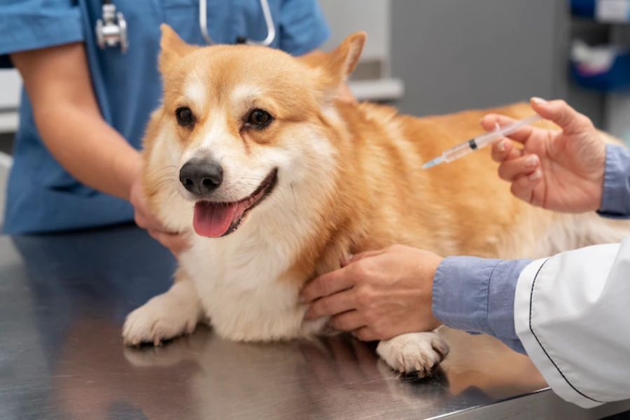 Your Guide to the 7 in 1 Vaccine for Dogs: What Every Pet Parent Needs to Know
